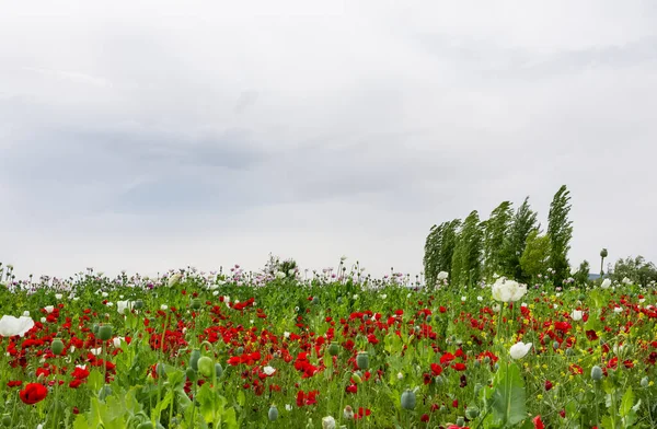 Champs Cultivés Pavot Ciel Nuageux Vue — Photo