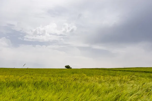 小麦畑と曇天の写真 — ストック写真