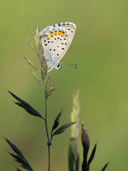 Kropkowane Małe Dzikie Motyle Zdjęcia — Zdjęcie stockowe