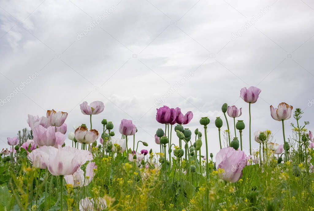 poppy cultivated fields and cloudy sky view