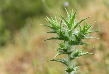 Kırsal bölgelerde büyüyen doğal dikenlerin fotoğrafları