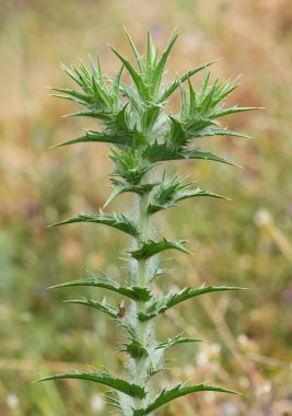 Kırsal bölgelerde büyüyen doğal dikenlerin fotoğrafları
