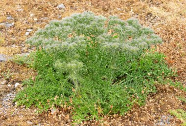 Kırsal bölgelerde büyüyen doğal dikenlerin fotoğrafları