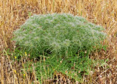 Kırsal bölgelerde büyüyen doğal dikenlerin fotoğrafları