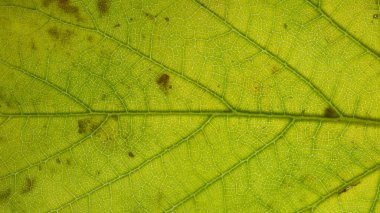 arkaplan için soyut yaprak fotoğrafları