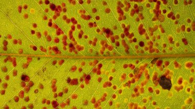 arkaplan için soyut yaprak fotoğrafları