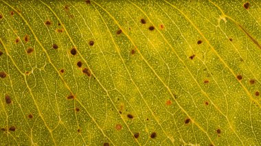 arkaplan için soyut yaprak fotoğrafları