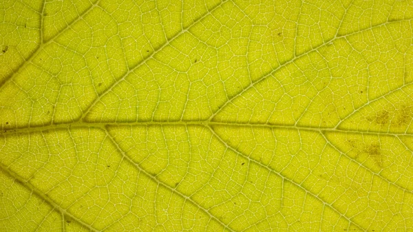 Photos Feuilles Abstraites Pour Arrière Plan — Photo