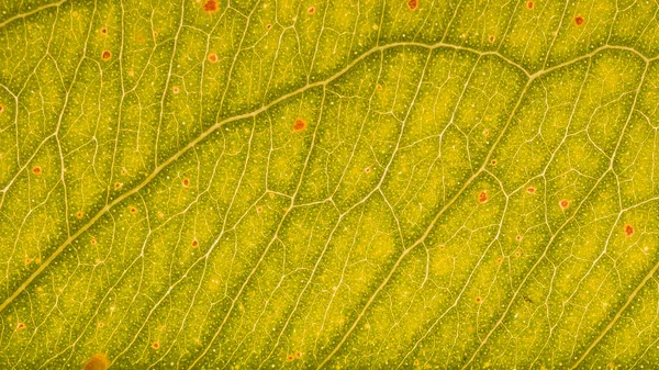 Abstract Leaf Photos Background — Stock Photo, Image
