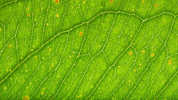 Abstract Leaf Photos Background — Stock Photo, Image