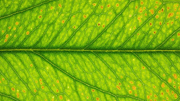 Abstract Leaf Photos Background — Stock Photo, Image