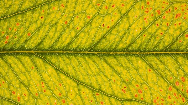 Abstract Leaf Photos Background — Stock Photo, Image