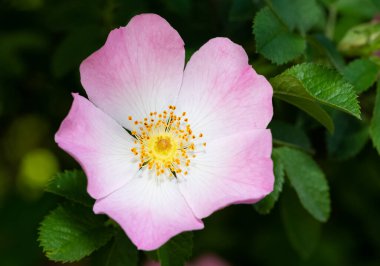 Huzurlu çiçekler ve doğal çevre