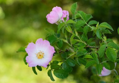 Huzurlu çiçekler ve doğal çevre