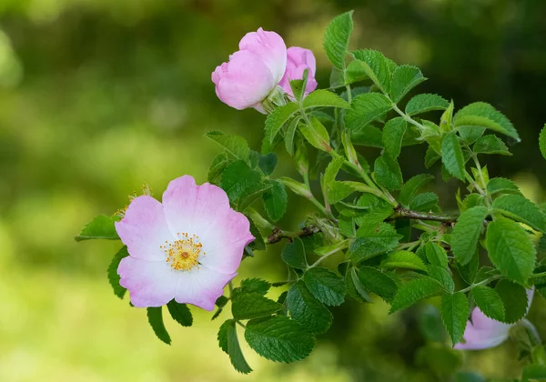 Friedliche Blumen Und Natürliche Umgebung Der Natur — Stockfoto