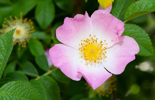 自然の中で平和的な花や自然環境は — ストック写真