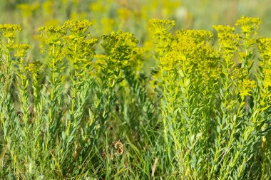 Kırsal bölgelerde yetişen doğal çiçekler.