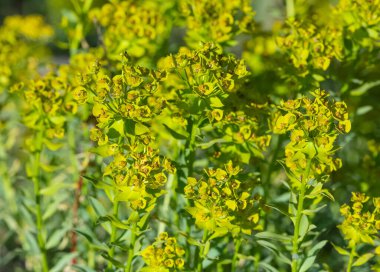 Kırsal bölgelerde yetişen doğal çiçekler.