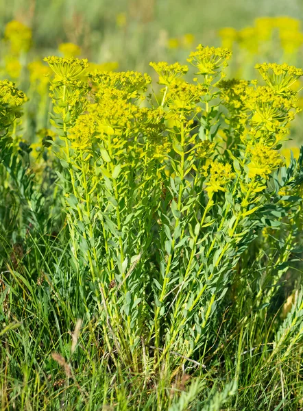 Natural Flowers Grown Rural Areas — Stock Photo, Image