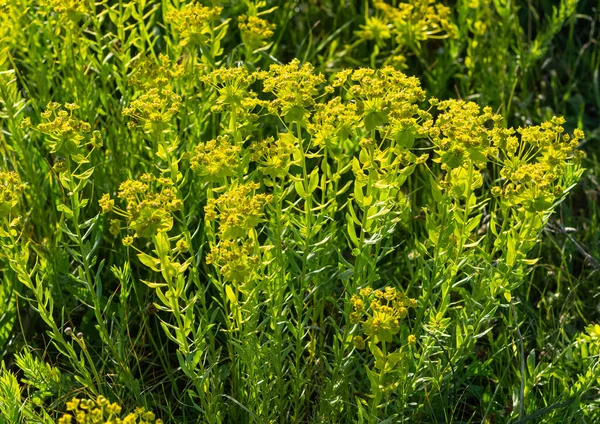 Flores Naturales Cultivadas Zonas Rurales — Foto de Stock