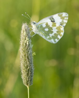 Çiçeklerle beslenen kelebeklerin fotoğrafları