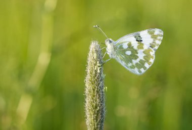 Çiçeklerle beslenen kelebeklerin fotoğrafları