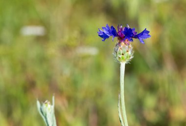 Doğal dikenler ve muhteşem dikenli fotoğraflar.