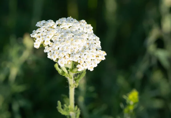 Flores Naturales Cultivadas Zonas Rurales — Foto de Stock