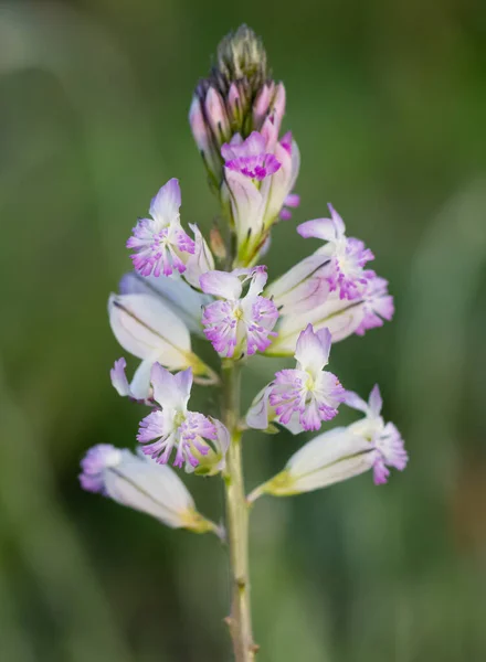 Přírodní Květiny Pěstované Venkovských Oblastech — Stock fotografie