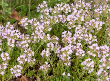 Kendi kendini yetiştirmiş tıbbi bitkilerin fotoğrafları.