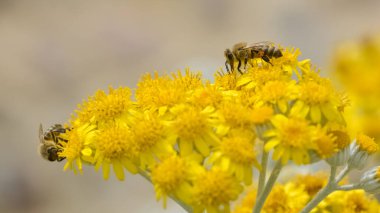 arkaplan için çeşitli çiçek fotoğrafları