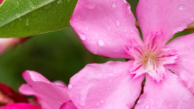 arkaplan için çeşitli çiçek fotoğrafları