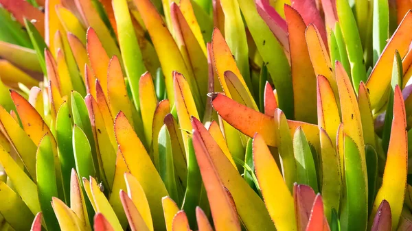 Varias Fotos Flores Para Fondo — Foto de Stock