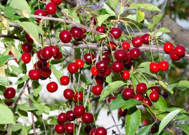 Kırmızı böğürtlen, kırmızı kiraz fotoğrafları