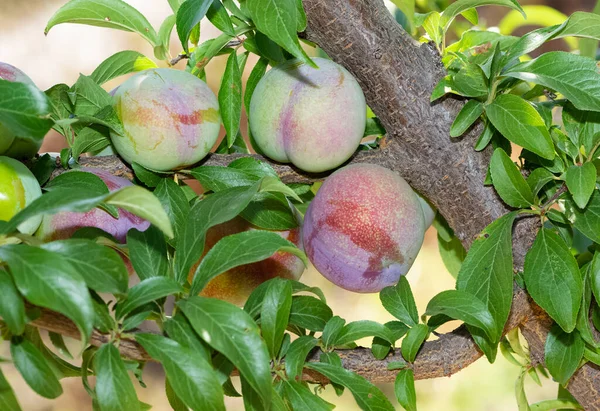 plum tree and ripe natural plum photos