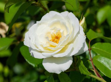 arkaplan için beyaz çiçek fotoğrafları