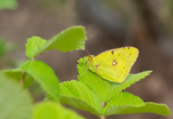 Fotos Mariposas Vida Silvestre Naturaleza — Foto de Stock