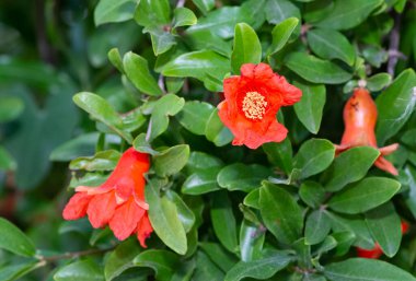 Meyve ağaçları, kırmızı çiçekli nar ağaçları.