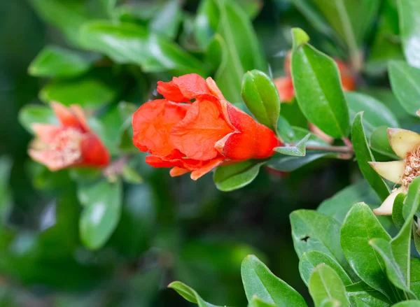 Foto Van Fruitbomen Rode Bloeiende Granaatappelboom — Stockfoto