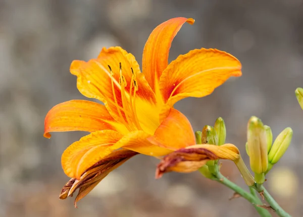 Tuinbloemen Oranje Tuinbloemen Foto — Stockfoto