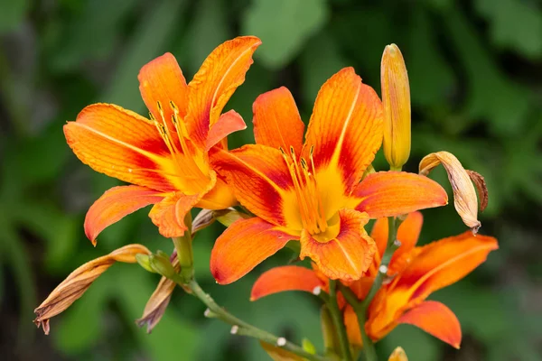 garden flowers, orange garden flowers photos