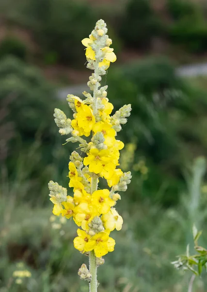 Photos Fleurs Naturelles Poussant Campagne — Photo