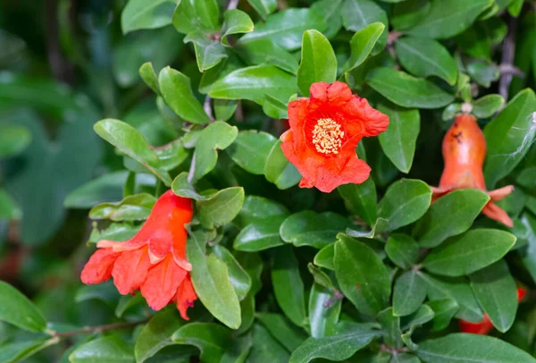 Photo of fruit trees, red flowering pomegranate tree — Stock Image Photo Fruit Trees Red Flowering Pomegranate Tree Stock Image