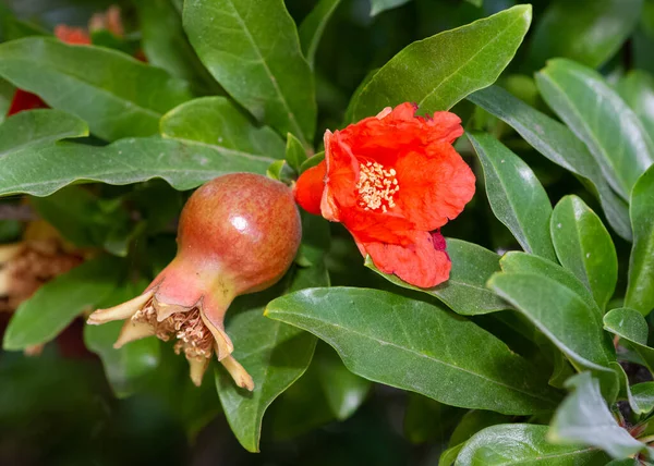 Photo of fruit trees, red flowering pomegranate tree — Stock Image Photo Fruit Trees Red Flowering Pomegranate Tree Stock Image