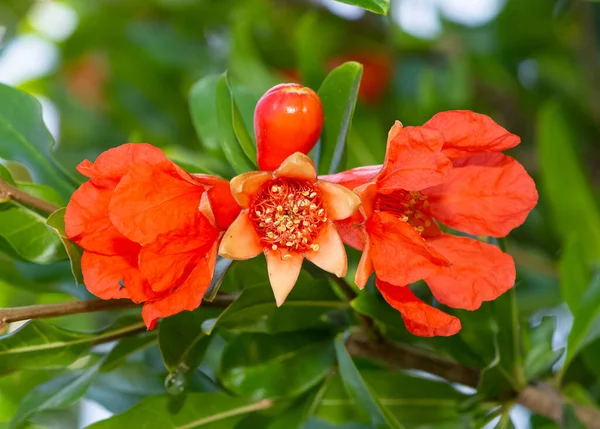 Photo of fruit trees, red flowering pomegranate tree — Stock Image Photo Fruit Trees Red Flowering Pomegranate Tree Stock Photo