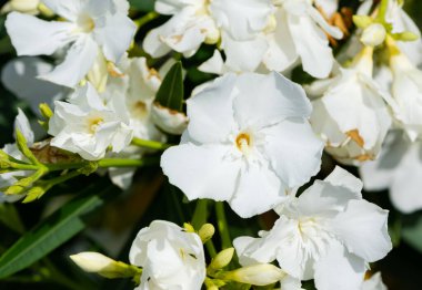 Kırsal bölgelerde büyüyen beyaz ağaçlar