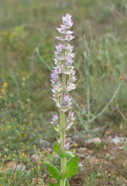 Medicinal Plant Photos Used Medicine Making — Stock Photo, Image