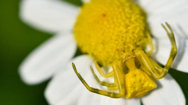 Volně Žijící Zvěř Volně Žijící Zvěř Pavouci Fotky — Stock fotografie
