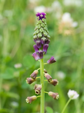 Yabani çiçekler, tıbbi bitkiler, aromatik çiçekler ve sümbül fotoğrafları.