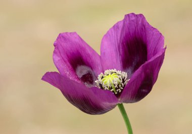İlaç yapımında kullanılan tıbbi bitki fotoğrafları.